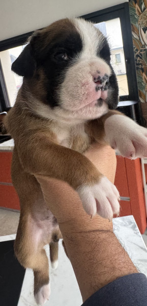 Boxer - Chiots Boxer Inscrit au lof top origines couleur fauve