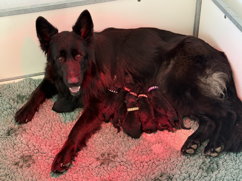 Berger Allemand Poil Long - Chiots berger allemand poils long - de la vallee d'albion