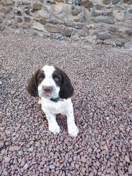 Chiot English Springer Spaniel