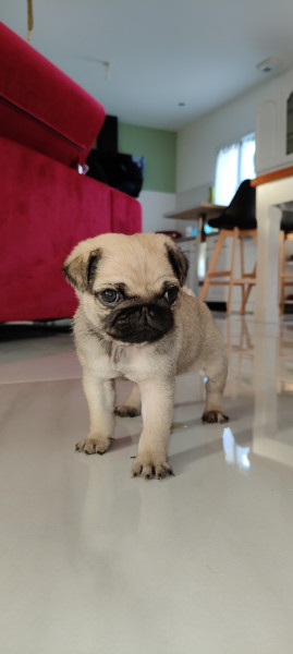 Carlin - chiot carlin LOF