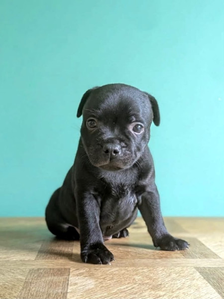 Staffordshire Bull Terrier - Chiots staffie noir mâle - des gones d'Anubis