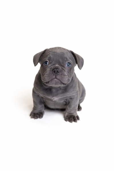 Bouledogue français - Bouledogue français