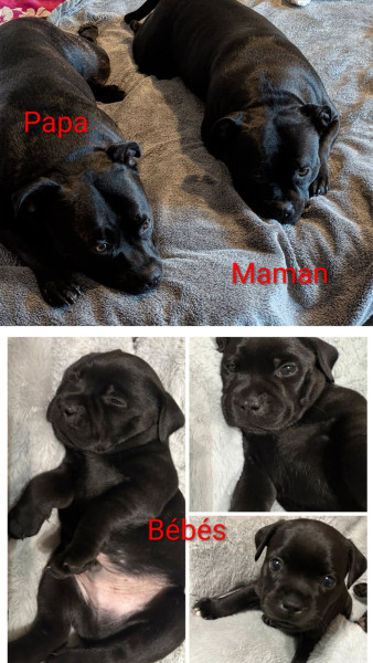 Chiot American Staffordshire Terrier