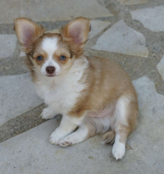 Chihuahua - chiot Chihuahua poils long males bicolore non lof - DE LA CROIX LORRAINE