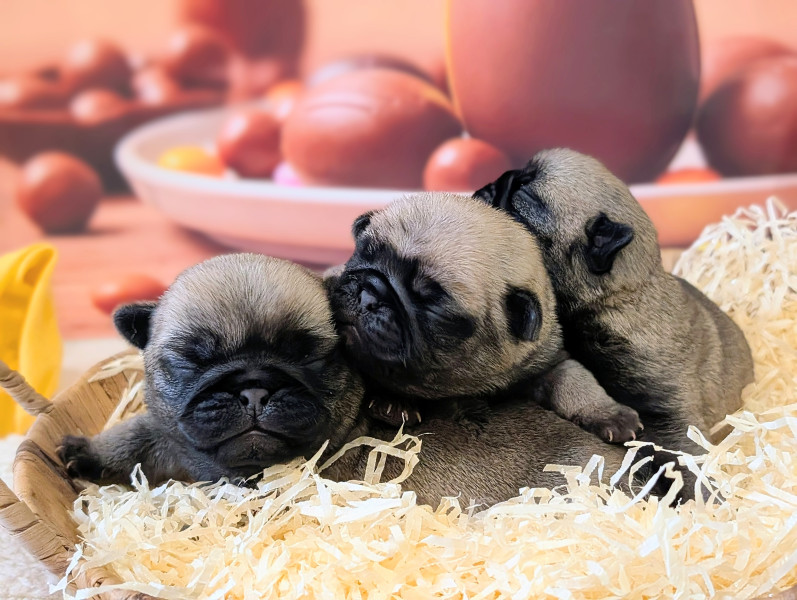 Carlin - Adorables carlins sable / inscrits au FBKC / éLEVAGE éTHIQUE et BIEN-êTRE ANIMAL /Tests santé