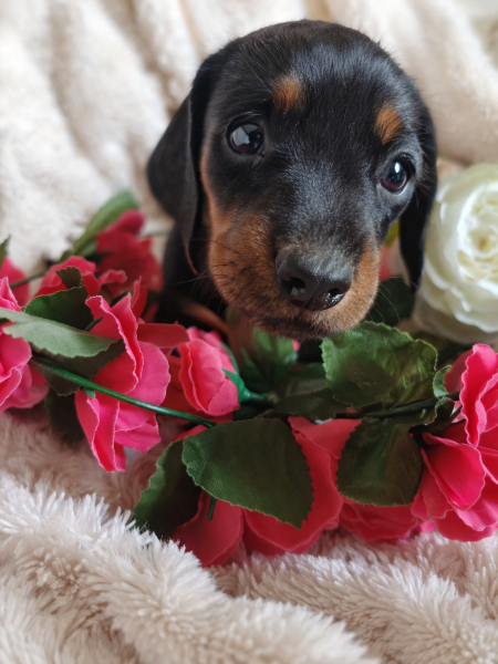 Teckel poil ras - ADORABLE CHIOT TECKEL NAIN DISPONIBLE - teckelerie.cie