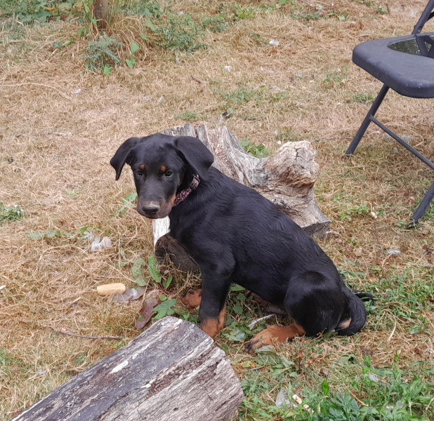 Berger de Beauce - A réserver chiot Beauceron inscrit au LOF - Du Livre de Cherkann