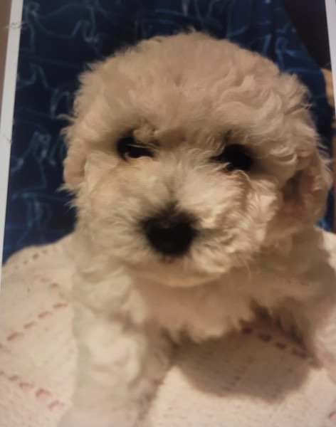 Bichon Frise - Adorable bichons frisés 4 femelles et 2 mâles - 98158