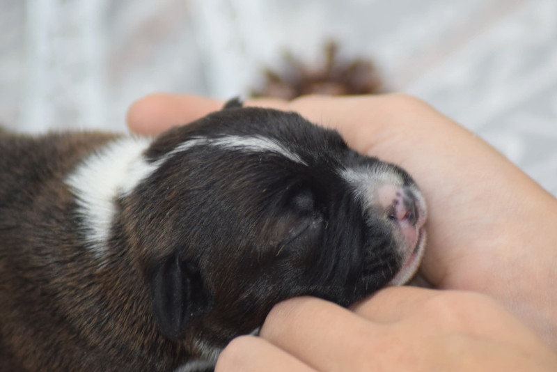 Staffordshire Bull Terrier - Chiot staffie - Of passion Amstaff