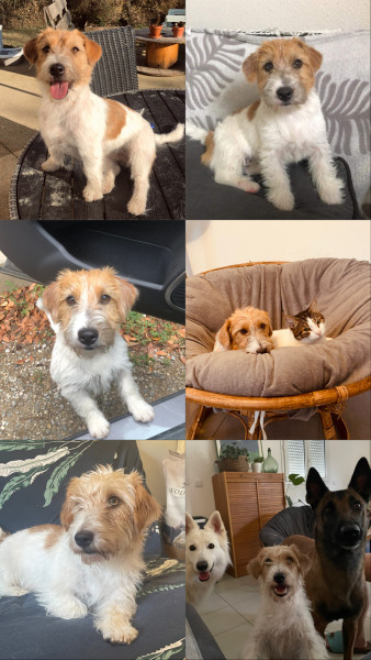 Jack Russell Terrier - Chiot Jack Russell poil long LOF