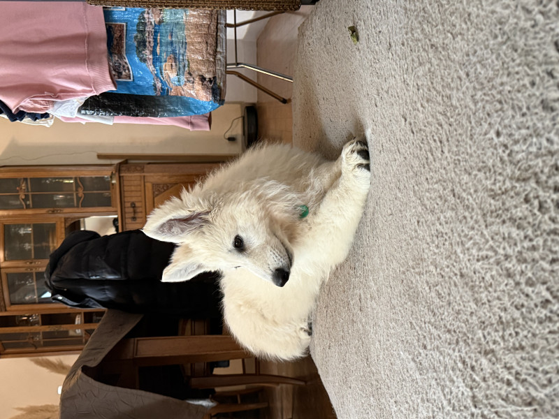 Berger Blanc Suisse - Chiot berger blanc suisse