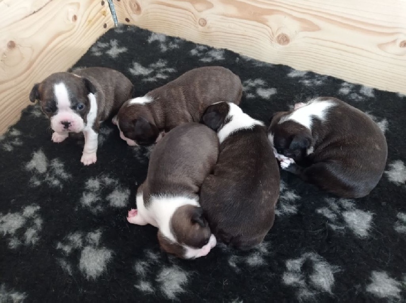 chiots Boston Terrier Boston Terrier