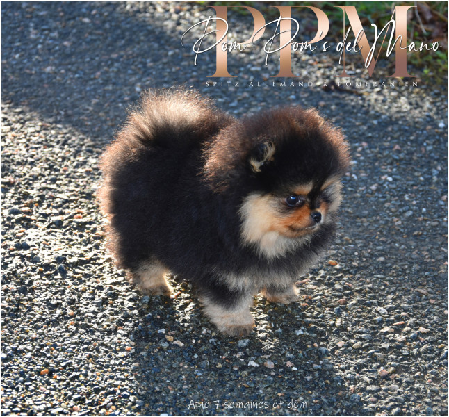 Spitz allemand - Superbes chiots