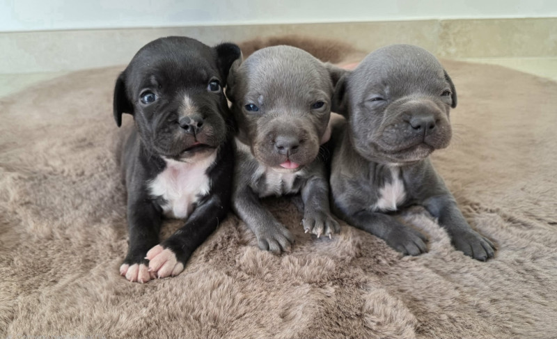 Chiot Staffordshire Bull Terrier
