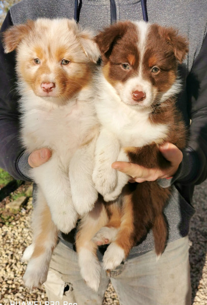 Berger Australien - Chiots berger australien lof - La Vallée d'Ostara
