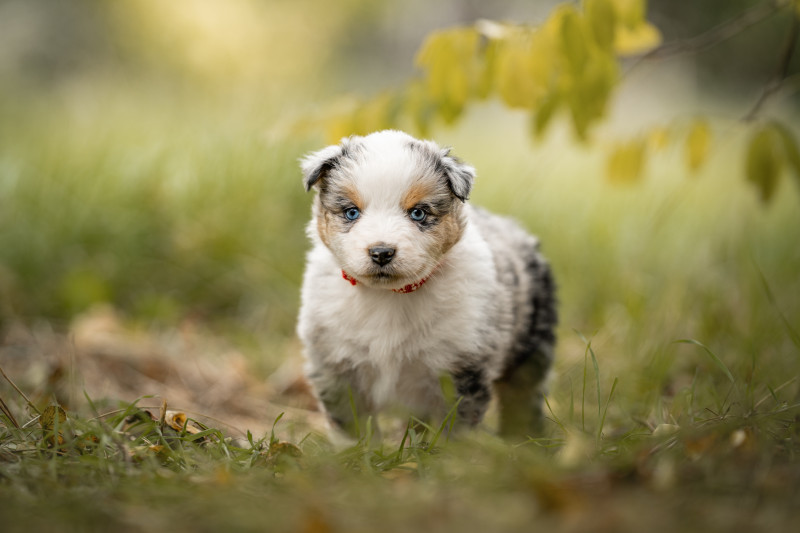 Berger Américain Miniature  - chiots bergers americains