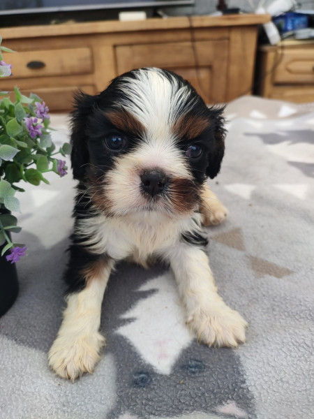 Cavalier King Charles Spaniel - Chiots cavalier king Charles tricolore lof