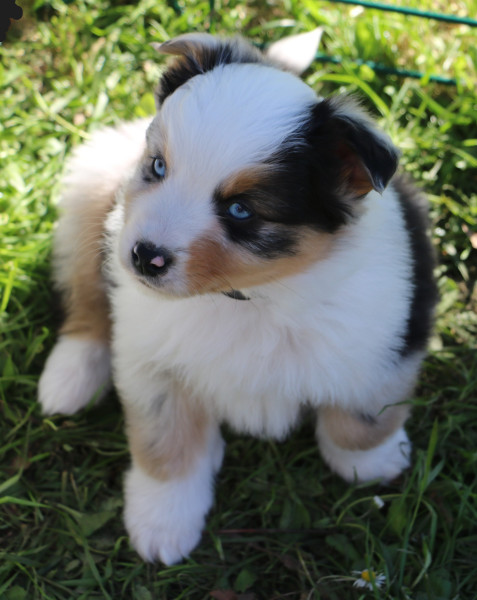 Berger Américain Miniature  - Chiots Bergers Américains miniatures disponibles