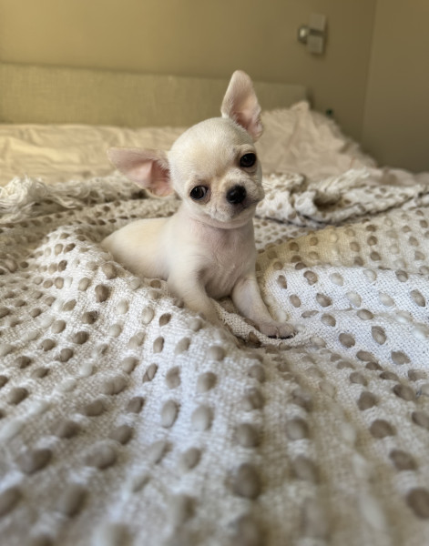 Chihuahua - Chiot Chihuahua LOF - Domaine de Céléste