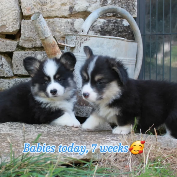 Welsh Corgi Pembroke - Chiots welsh corgi pembroke Lof - Du clan des chaumes