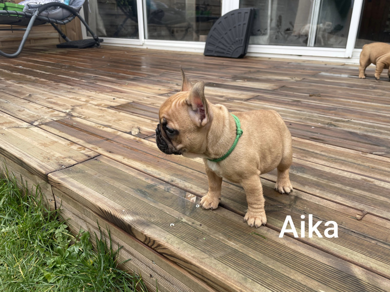 Bouledogue français - A réserver chiot bouledogue Francais LOF