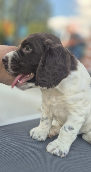 English Springer Spaniel - Chiots Springer Spaniel