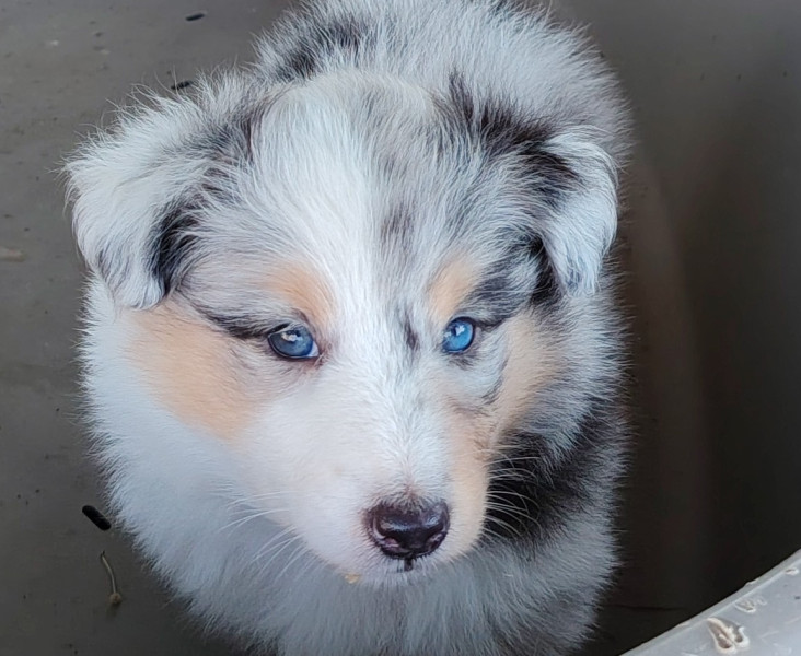 Shetland Sheepdog - Chiot berger des shetland