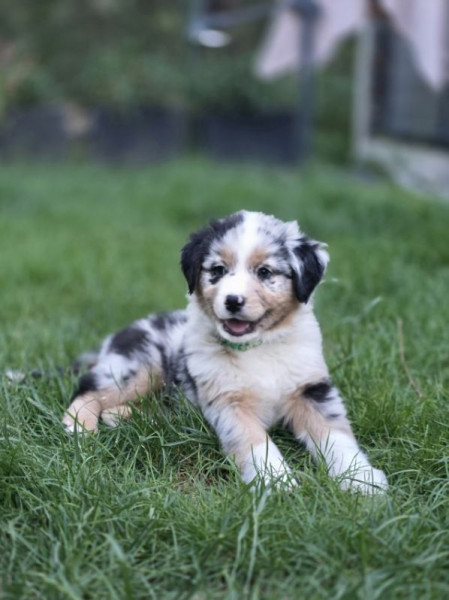 Berger Australien - Chiots berger australien LOF