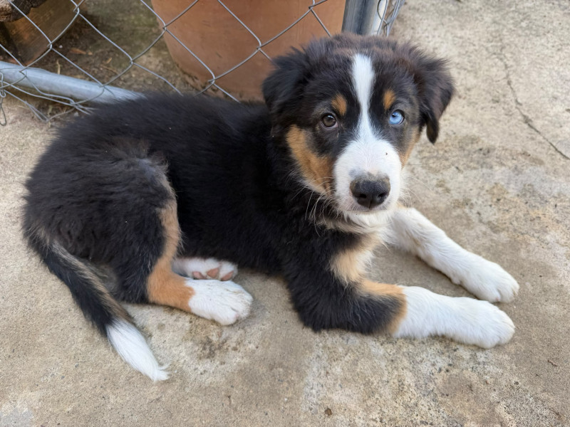 Chiot Berger Australien