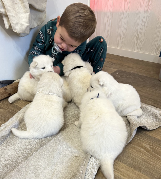 Samoyède - Chiots samoyède LOF