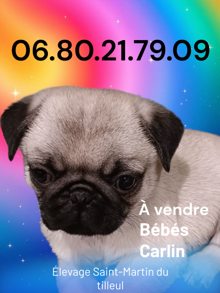 Carlin - À réserver chiot carlin