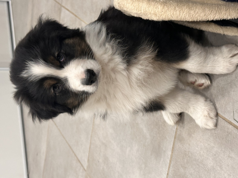 Berger Australien - À réserver chiots berger australien