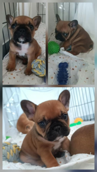 Bouledogue français - Chiots bouledogue français