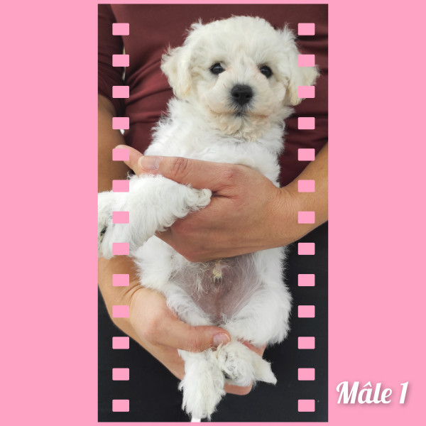 Bichon Frise - Chiots bichon à poils frisé LOF à réserver