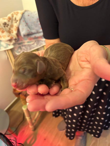 Teckel poil ras - Chiots teckels nain poil ras