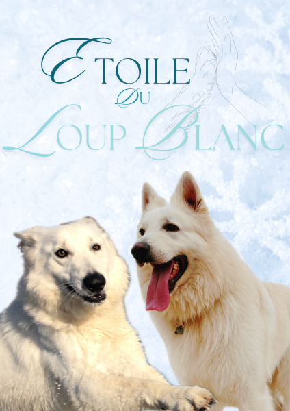 Berger Blanc Suisse - Chiots Berger Blanc Suisse à poil long LOF à réserver