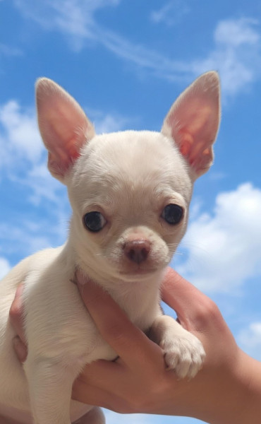 Chihuahua - Chiots chihuahua poils courts et poils longs LOF et NON LOF