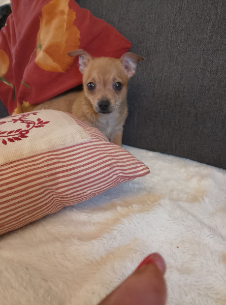 Chihuahua - Chihuahua a réserver