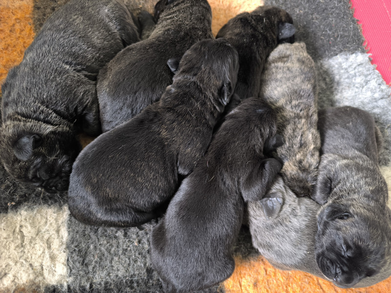 Cane Corso - Adorables chiots cane corso - L'Arche de Woz