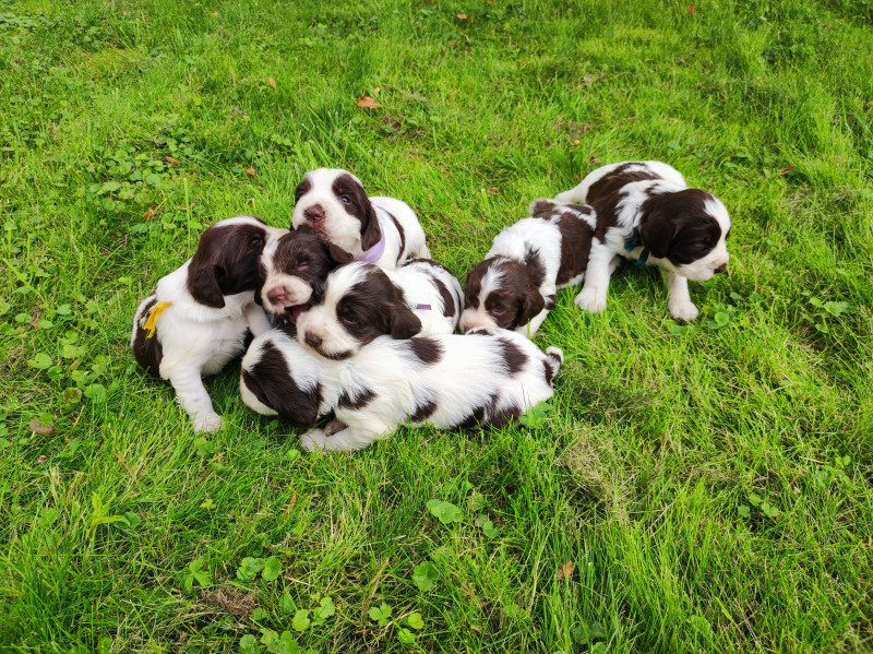 English Springer Spaniel - Chiots English Springer Spaniel
