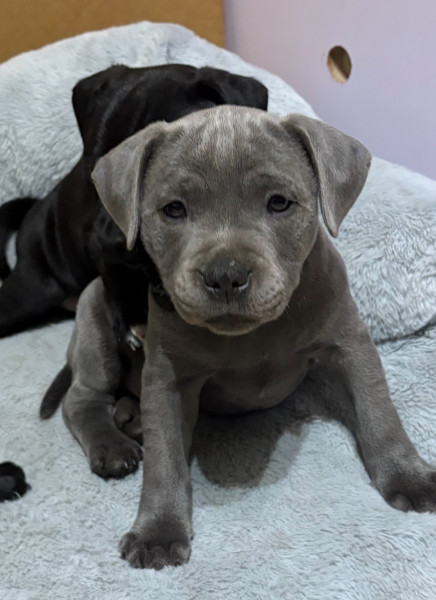 Staffordshire Bull Terrier - vend chiot staffordshire bull terrier ( staffie)