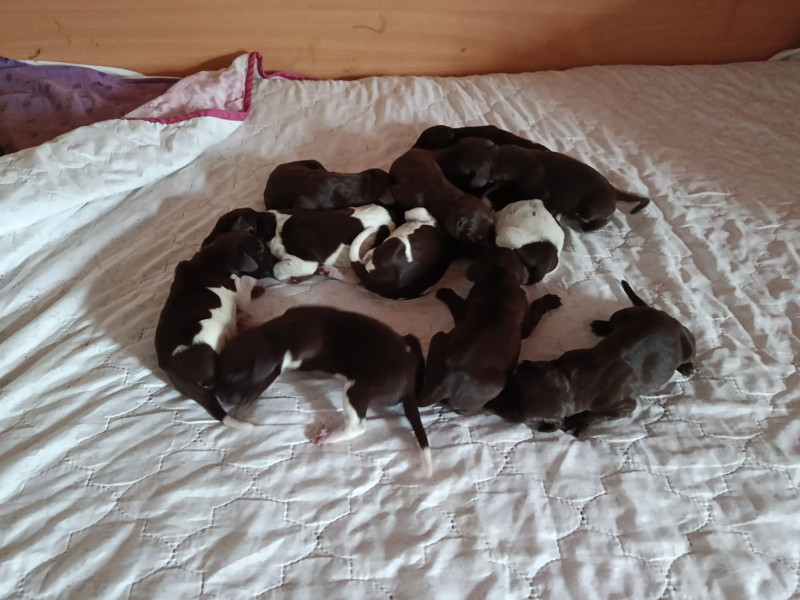 Chiot Braque allemand à poil court
