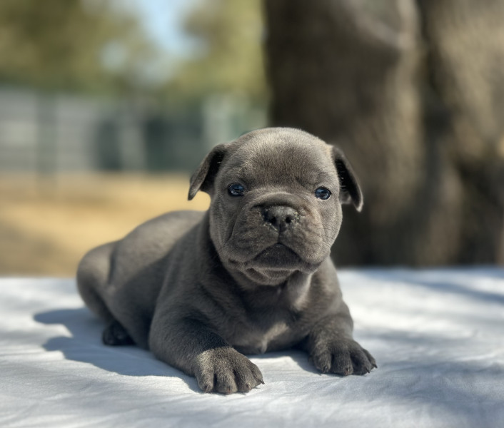 Bouledogue français - Bouledogue Français - Les terres du sud