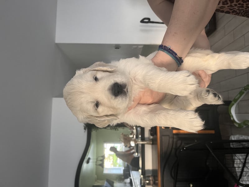 Golden Retriever - Golden Retriever LOF