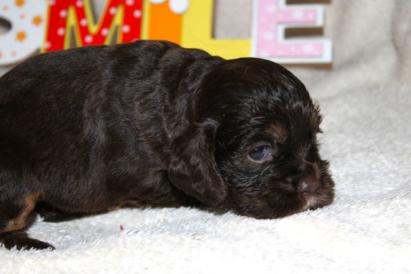 American Cocker Spaniel - Chiot Cocker américain chocolat et chocolat/Feu - aussis et minis breiz