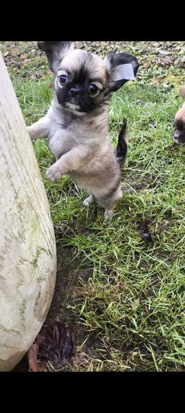 Chihuahua - Chiots chihuahua poils longs - De La Contrée Des Cyclamens