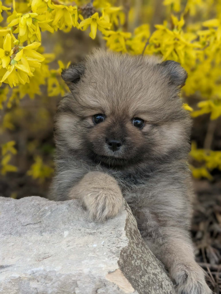 Spitz allemand - chiots spitz allemand - un ?illet en Provence