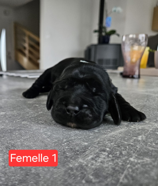 Cocker Spaniel Anglais - Chiots cocker spaniel anglais à réserver