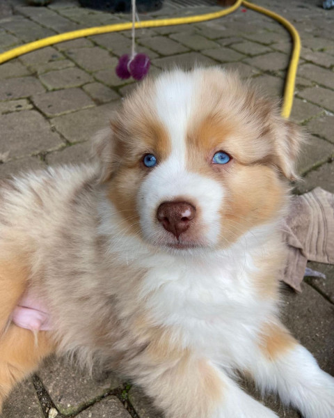 Berger Australien - Chiots bergers australiens à réserver - lutins malins