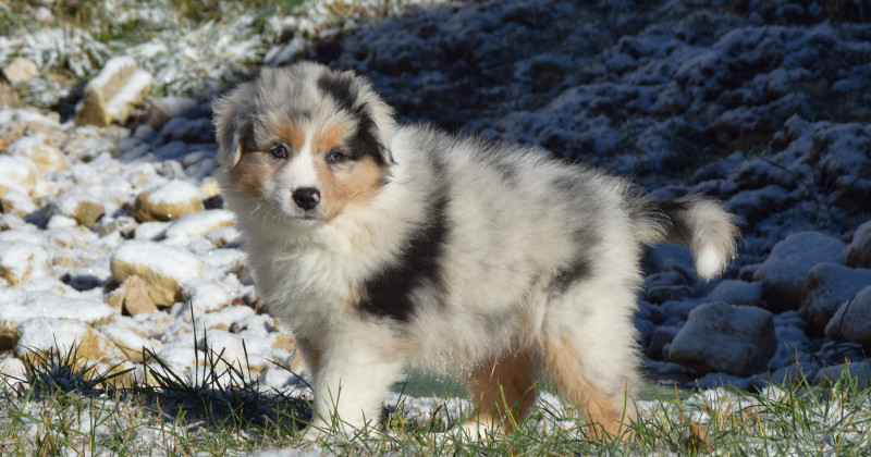 Berger Australien - Chiots Bergers Australiens